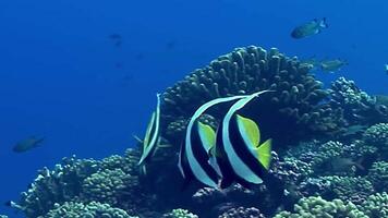 Colorful fish and marine life on underwater coral reef landscape super wide banner background in the deep blue ocean video