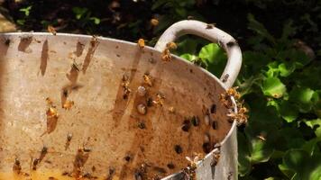 Bees and Flies Swarming Around Fermentation Residue in a Bucket video