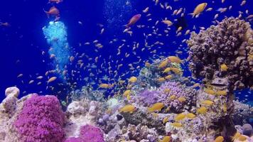 Static , coral reef in the Red Sea, Abu Dub. Beautiful underwater landscape with tropical fish and corals. Life coral reef. Egypt video