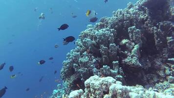 Static , coral reef in the Red Sea, Abu Dub. Beautiful underwater landscape with tropical fish and corals. Life coral reef. Egypt video