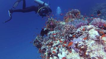 Static , divers and coral reef in the Red Sea, Abu Dubb. Beautiful underwater landscape with tropical fish and corals. Life coral reef. Egypt video