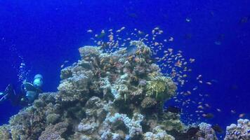 Static , divers and coral reef in the Red Sea, Abu Dubb. Beautiful underwater landscape with tropical fish and corals. Life coral reef. Egypt video