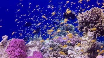 Static , coral reef in the Red Sea, Abu Dub. Beautiful underwater landscape with tropical fish and corals. Life coral reef. Egypt video
