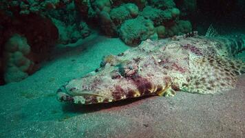 Fish of the Red Sea. Lying on the bottom Carpet flathead Papilloculiceps longiceps, Egypt, Abu Dabb video