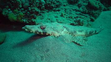Fish of the Red Sea. Lying on the bottom Carpet flathead Papilloculiceps longiceps, Egypt, Abu Dabb video
