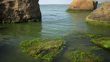 The shore of the estuary, stones with green algae fouling, Enteromorpha intestinalis. video