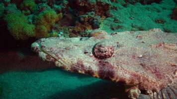Fish of the Red Sea. Lying on the bottom Carpet flathead Papilloculiceps longiceps, Egypt, Abu Dabb video