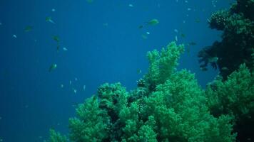 Fish hunt and swim over a coral reef. Divers watch the fish. Red sea video