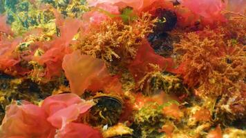 Red algae Porphira leucosticta, Ceramium sp., Enteromorpha sp. on rocks in the Black Sea video