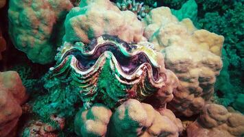 Tridakna Tridacna Maxima bivalve mollusk, grown among corals on the reef in the Red Sea, Marsa Alam, Egypt video
