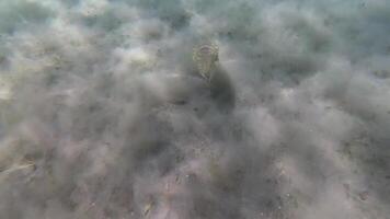 Hooded coottlefish Sepia prashadi, cuttlefish runs away from the diver over the sandy bottom at a shallow depth. Red Sea, Egypt video