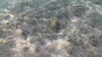 Hooded coottlefish Sepia prashadi, cuttlefish runs away from the diver over the sandy bottom at a shallow depth. Red Sea, Egypt video