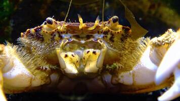 Black Sea, Invasive crab, invader Rhithropanopeus harrisii Zuiderzee crab, dwarf crab, estuarine mud crab video