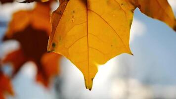 Close up of yellow maple leaves on tree branches gently swaying in the wind at sunset. Sunlight throws through autumn foliage swinging on breeze at forest. Beautiful colorful fall season. Slow motion video