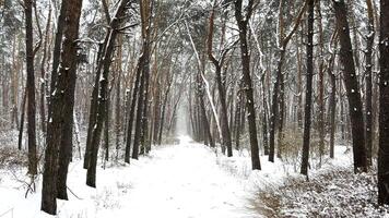 Camera moving along path among winter piny forest. View of walking along trail through snowy woodland. Snow-covered branches of pine trees at park. Beautiful nature landscape at background. Slow mo video