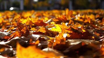 Close up view of empty autumn forest at sunset. Yellow maple leaves lying on lawn at woodland. Gentle wind blowing through colorful foliage on the ground at park. Low view Slow motion video