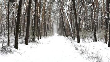 Camera moving along path among winter piny forest. View of walking along trail through snowy woodland. Snow-covered branches of pine trees at park. Beautiful nature landscape at background. Slow mo video