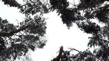 View to snowy green tops of pines with sky at background at woodland. Crowns of plants with snow-covered branches at winter forest. Beautiful nature landscape. Rotation shot Slow motion video