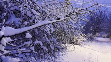 Snow-covered tree branches illuminated by street lamp at evening time. View of country snowy road with falling snow at winter night. Beautiful nature landscape at background. Slow motion video
