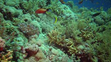 Blackbacked butterffyfish Chaetodon mellanotus, fish swims among the corals on the reef in the Red Sea, Egypt video