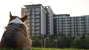 A Corgi dog sits leisurely in green grass with a building in the background during sunset video