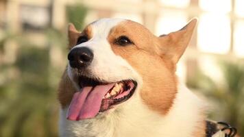 A close up view of a corgi dog at a green park, with its tongue out video