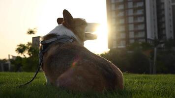 A corgi dog is calmly seated in the lush green grass in front of a building during sunset video