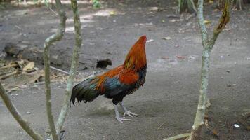 The rooster is flapping its wings and ready to crow free videos