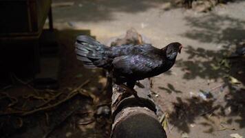 Mother hen and her chicks are walking on a tree stump free videos