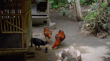 Some roosters and chickens are looking for food in the backyard free videos