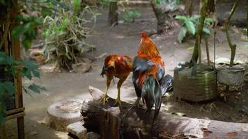 Two roosters playing biting each other free videos