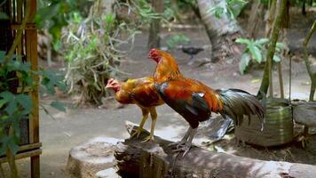 Two roosters are on a tree trunk free videos