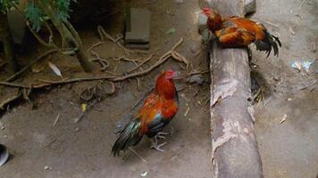 Two roosters are relaxing on the ground and on a tree trunk free videos