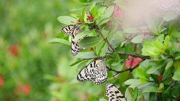 Idea leuconoe butterfly and flowers background, butterflies flying in and out, slow motion video