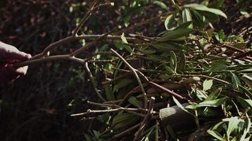 Chop Down Tree Branches and Leaves With an Axe video