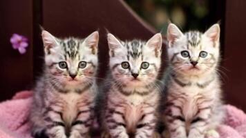 animación de un grupo de gatitos en un calentar y acogedor ambiente video