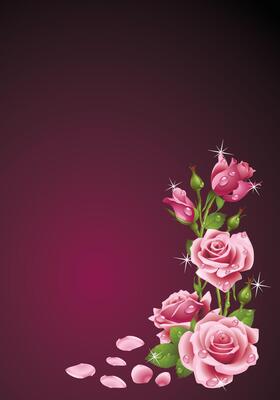 Elegant Pink Roses on a Gradient Background