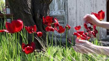 Hands touch and inspect wilted tulips in garden in late springtime video