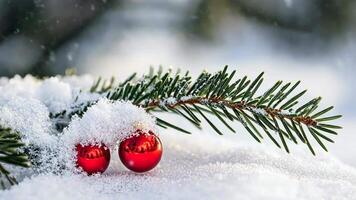 Red christmas ornaments on snowy pine branch with frosty background for a merry christmas and happy new year theme video