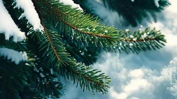 Close-up of snow-covered pine branch with sparkling frost, winter scene capturing the essence of merry christmas and happy new year video