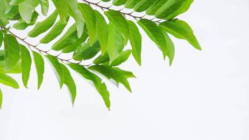 A close up of a tree branch with leaves video