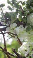 A tranquil and serene forest illuminated by sunshine and adorned with beautiful white flowers video