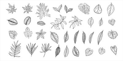 Set of tropical leaves isolated illustration painted by black inks. Dieffenbachia, Ficus, calathea, monstera, ctenanta foliage realistic graphic sketch. Floral elements for design vector