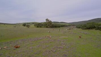 Drone view of green field with grazing cows video