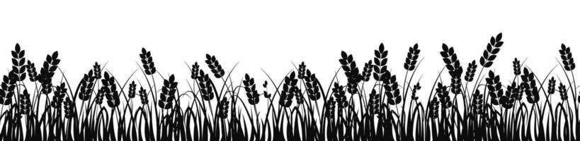 Wheat field. Spikelets of golden wheat vector