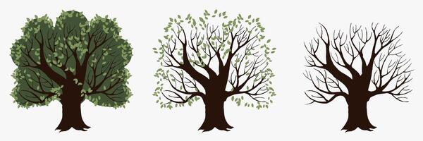Season tree with and without foliage vector