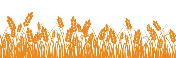 Wheat field. Spikelets of golden wheat vector
