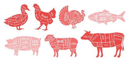 animal cuts diagram red part vector