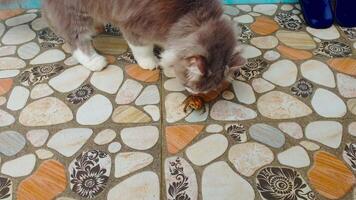 A cat sniffing a bug on a tile floor video