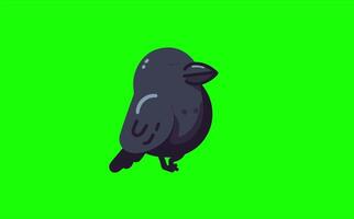 Cute Crow Walking Calmly with Sad Expression Green Screen Animation video